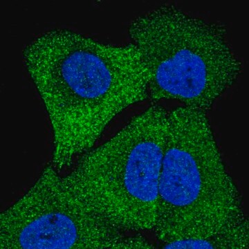 Anti-STRN4 antibody produced in rabbit Prestige Antibodies&#174; Powered by Atlas Antibodies, affinity isolated antibody