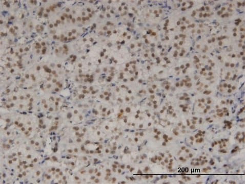 Monoclonal Anti-TBX3 antibody produced in mouse clone 7H6, purified immunoglobulin, buffered aqueous solution