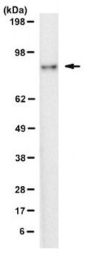 Anti-Megakaryocyte-Erythroid Progenitor Antibody, clone BAH-1