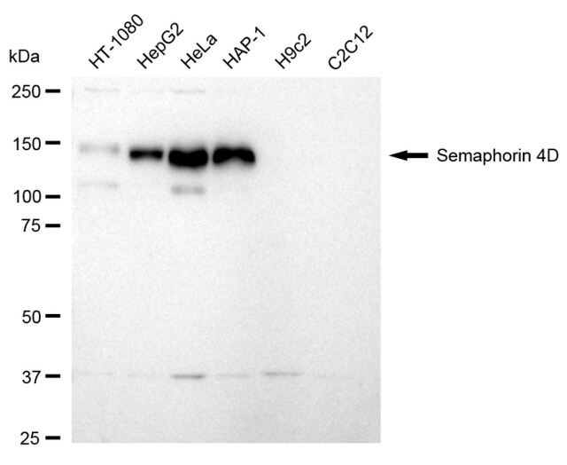 Anti Semaphorin 4D Antibody, clone 24GB1140, Rabbit Monoclonal clone 24GB1140, recombinant rabbit monoclonal, expressed in HEK293 cells