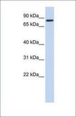 Anti-AMOT (ab2) antibody produced in rabbit affinity isolated antibody