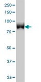 Monoclonal Anti-TLK1 antibody produced in mouse clone 4B3, purified immunoglobulin, buffered aqueous solution