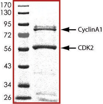 CDK2/CyclinA1, active, GST tagged human PRECISIO&#174; Kinase, recombinant, expressed in baculovirus infected Sf9 cells, &#8805;70% (SDS-PAGE), buffered aqueous glycerol solution