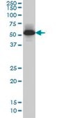 Monoclonal Anti-MEF2A antibody produced in mouse clone 1A10, purified immunoglobulin, buffered aqueous solution