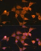 Anti-BAX antibody produced in rabbit