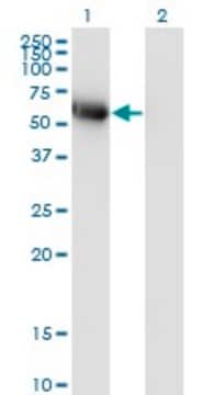 Monoclonal Anti-BLK antibody produced in mouse clone 3E5-3A8, purified immunoglobulin, buffered aqueous solution