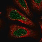 Anti-SENP8 antibody produced in rabbit Prestige Antibodies&#174; Powered by Atlas Antibodies, affinity isolated antibody, buffered aqueous glycerol solution