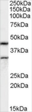 Anti-Actin-like 7B (AB2) antibody produced in goat affinity isolated antibody, buffered aqueous solution