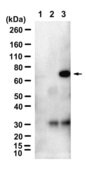 Anti-Merlin Antibody, clone 1H15-L1 ZooMAb&#174; Rabbit Monoclonal recombinant, expressed in HEK 293 cells