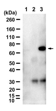 Anti-Merlin Antibody, clone 1H15-L1 ZooMAb® Rabbit Monoclonal recombinant, expressed in HEK 293 cells