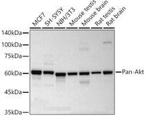 Anti-Pan-Akt Antibody, clone 3K3H0, Rabbit Monoclonal