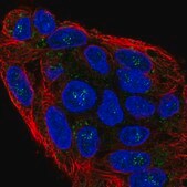 Anti-NKD1 antibody produced in rabbit Prestige Antibodies&#174; Powered by Atlas Antibodies, affinity isolated antibody, buffered aqueous glycerol solution