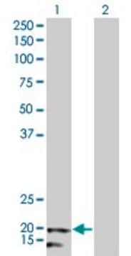 Monoclonal Anti-NDUFB5 antibody produced in mouse clone 5G5, purified immunoglobulin, buffered aqueous solution