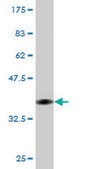 Monoclonal Anti-EEF1D antibody produced in mouse clone 4B12, purified immunoglobulin, buffered aqueous solution