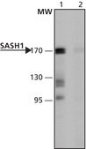 Anti-SASH1 (411-425) antibody produced in rabbit IgG fraction of antiserum, buffered aqueous solution