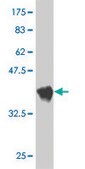 Monoclonal Anti-SLC6A5 antibody produced in mouse clone 3B3, purified immunoglobulin, buffered aqueous solution