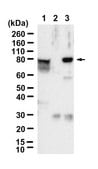 Anti-MRE11 Antibody, clone 1E7 ZooMAb® Rabbit Monoclonal recombinant, expressed in HEK 293 cells