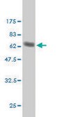 ANTI-TCEA3 antibody produced in mouse clone 2C9, purified immunoglobulin, buffered aqueous solution