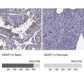 Anti-GKAP1 Prestige Antibodies&#174; Powered by Atlas Antibodies, affinity isolated antibody