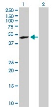 Anti-TREX1 antibody produced in mouse purified immunoglobulin, buffered aqueous solution