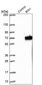 Anti-BIN1 antibody produced in rabbit Prestige Antibodies&#174; Powered by Atlas Antibodies, affinity isolated antibody, buffered aqueous glycerol solution