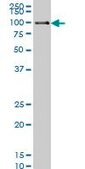 Monoclonal Anti-POLK antibody produced in mouse clone 6F2, purified immunoglobulin, buffered aqueous solution