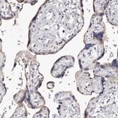 Anti-S1PR5 antibody produced in rabbit Prestige Antibodies® Powered by Atlas Antibodies, affinity isolated antibody, buffered aqueous glycerol solution