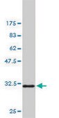 Monoclonal Anti-PAK1 antibody produced in mouse clone 4D1, purified immunoglobulin, buffered aqueous solution