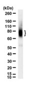 Anti-SLC11A2 Antibody, clone 3F18 ZooMAb® Rabbit Monoclonal recombinant, expressed in HEK 293 cells