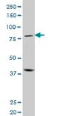 Monoclonal Anti-PRDM1 antibody produced in mouse clone 2B10, purified immunoglobulin, buffered aqueous solution