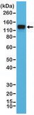Anti-CD29 antibody, Rabbit Monoclonal recombinant, expressed in HEK 293 cells, clone RM285, purified immunoglobulin