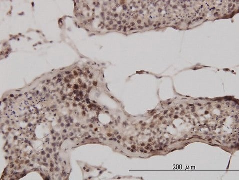 Monoclonal Anti-UBB antibody produced in mouse clone 1F5, purified immunoglobulin, buffered aqueous solution