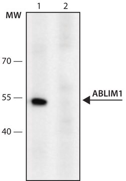 Anti-ABLIM1 (436-450) antibody produced in rabbit IgG fraction of antiserum