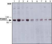 Monoclonal Anti-PSMD1 antibody produced in mouse ~1.0 mg/mL, clone PSMD1-16, purified immunoglobulin