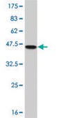ANTI-TGIF2 antibody produced in mouse clone 5G1, purified immunoglobulin, buffered aqueous solution