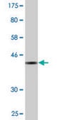 Monoclonal Anti-ZNF34 antibody produced in mouse clone 1B11, purified immunoglobulin, buffered aqueous solution