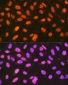 Anti-hnRNP C Antibody, clone 7A10N5, Rabbit Monoclonal