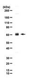 Anti-Vesicular Glutamate Transporter 3 (VGLUT3) Antibody serum, from guinea pig