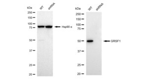 KD-Validated Anti G-rich RNA sequence binding factor 1 Antibody, clone 23GB1890, Rabbit Monoclonal clone 23GB1890, recombinant rabbit monoclonal, expressed in HEK293 cells