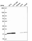 Anti-PPIL1 antibody produced in rabbit Prestige Antibodies® Powered by Atlas Antibodies, affinity isolated antibody
