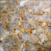 Anti-phospho-NMDAR1 (pSer890) antibody produced in rabbit affinity isolated antibody