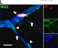 Anti-NG2 Chondroitin Sulfate Proteoglycan Antibody Chemicon®, from rabbit