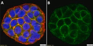Anti-Claudin-4 Antibody, clone 1I21 ZooMAb® Rabbit Monoclonal recombinant, expressed in HEK 293 cells