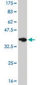 Monoclonal Anti-TFAP4 antibody produced in mouse clone 7A10, purified immunoglobulin, buffered aqueous solution