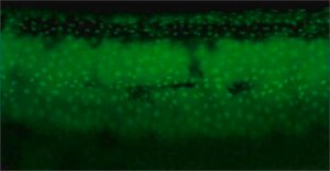 Anti-tp63 antibody produced in rabbit affinity isolated antibody, buffered aqueous solution