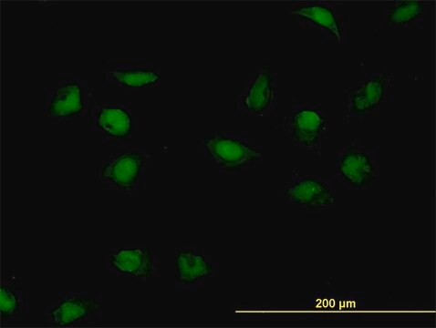 Monoclonal Anti-CNOT3 antibody produced in mouse clone 4B8, purified immunoglobulin, buffered aqueous solution