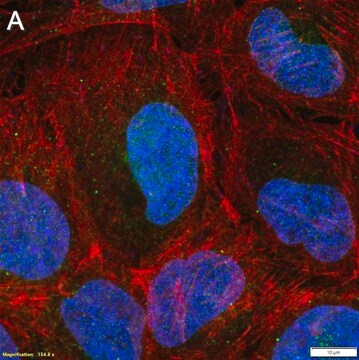 Anti-KEAP1 Antibody, clone 3B9 ZooMAb&#174; Rabbit Monoclonal recombinant, expressed in HEK 293 cells