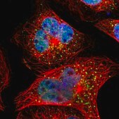 抗-SMARCD1 兔抗 Prestige Antibodies&#174; Powered by Atlas Antibodies, affinity isolated antibody, buffered aqueous glycerol solution
