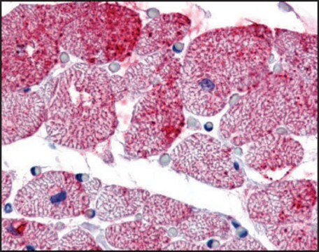 Anti-GPR175 antibody produced in rabbit affinity isolated antibody, buffered aqueous solution