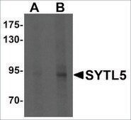 Anti-SYTL5 antibody produced in rabbit affinity isolated antibody